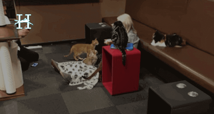 Cat Cafe Calico Cat Cafe Calico